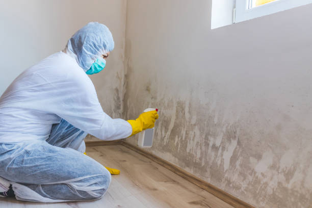 Licensed Mold Remediation service in Boynton Beach, FL - WQB Mold Removal
